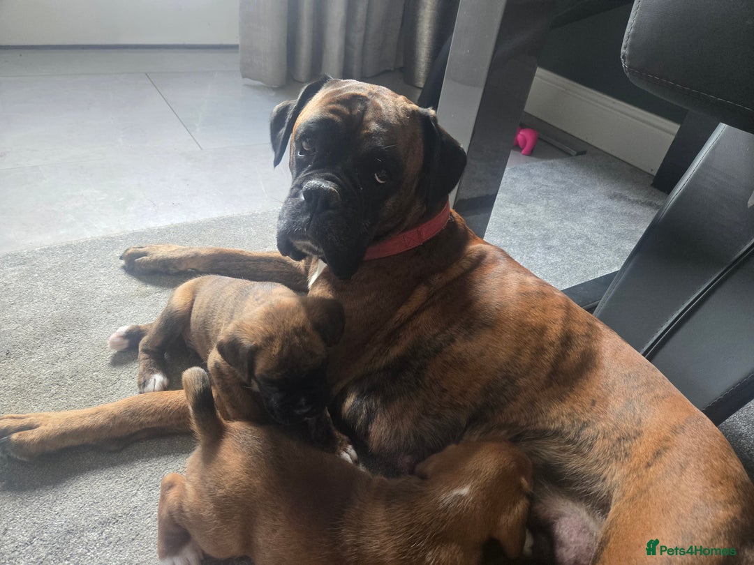 Boxer dogs for sale: KC PEDIGREE BOXER PUPPIES  - Image 1