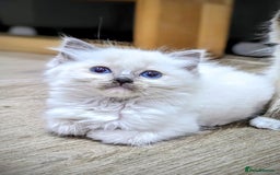 Ragdoll cats for sale: Last Gorgeous Ragdoll kitten - Image 8