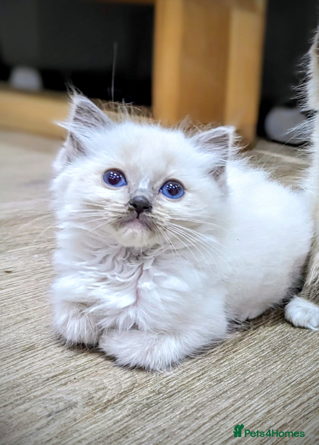 Ragdoll cats for sale: Last Gorgeous Ragdoll kitten - Image 8