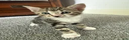 Mixed Breed cats for sale: Tabby Kittens For Sale - Advert 25