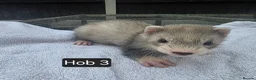 Ferret rodents for sale: Silver Ferret Kits Ready To Leave - Advert 16