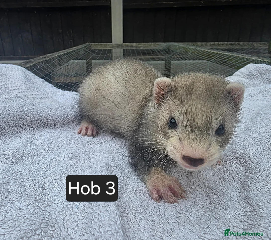 Ferret rodents for sale: Silver Ferret Kits Ready To Leave - Advert 16