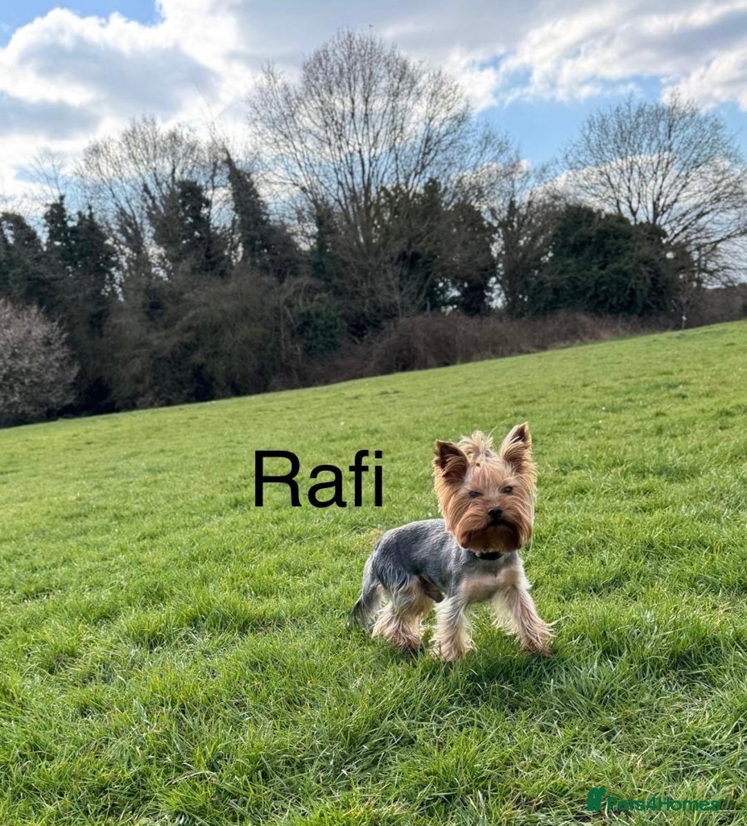 Yorkshire Terrier dogs for sale: Adorable yorkie puppies  - Image 6