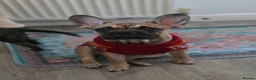 Mixed Breed dogs for sale: Frenchie x Chihuahua - Advert 3