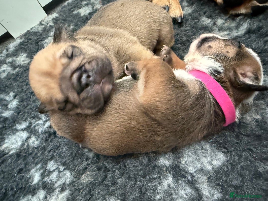 English Bulldog dogs for sale: Traditional English Bulldog Puppies  - Image 20