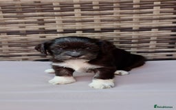 Lhasapoo dogs for sale: Lhasapoo puppies  - Image 4