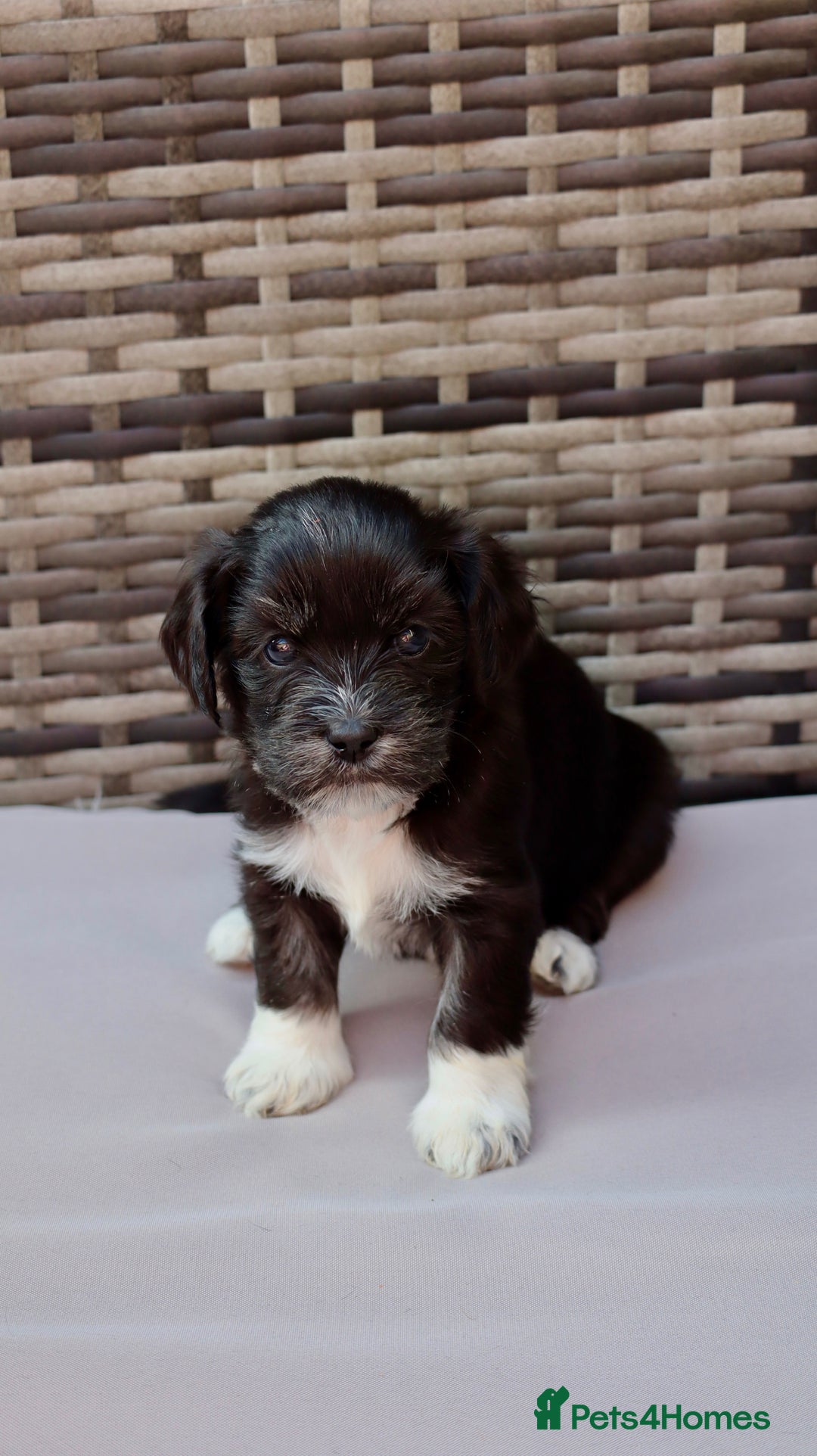 Lhasapoo dogs for sale: Lhasapoo puppies  - Image 4