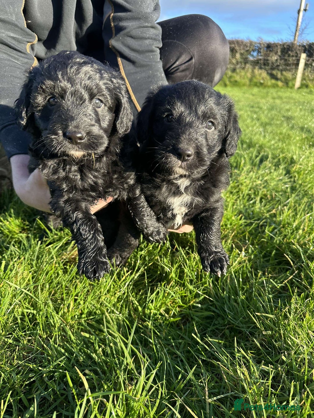 Bordoodle dogs for sale: Superb Litter of Farm-Raised Bordoodles - Advert 4
