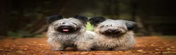 Skye Terrier dogs for sale: Exceptional Skye Terrier Puppies. Rare breed.  - Advert 13
