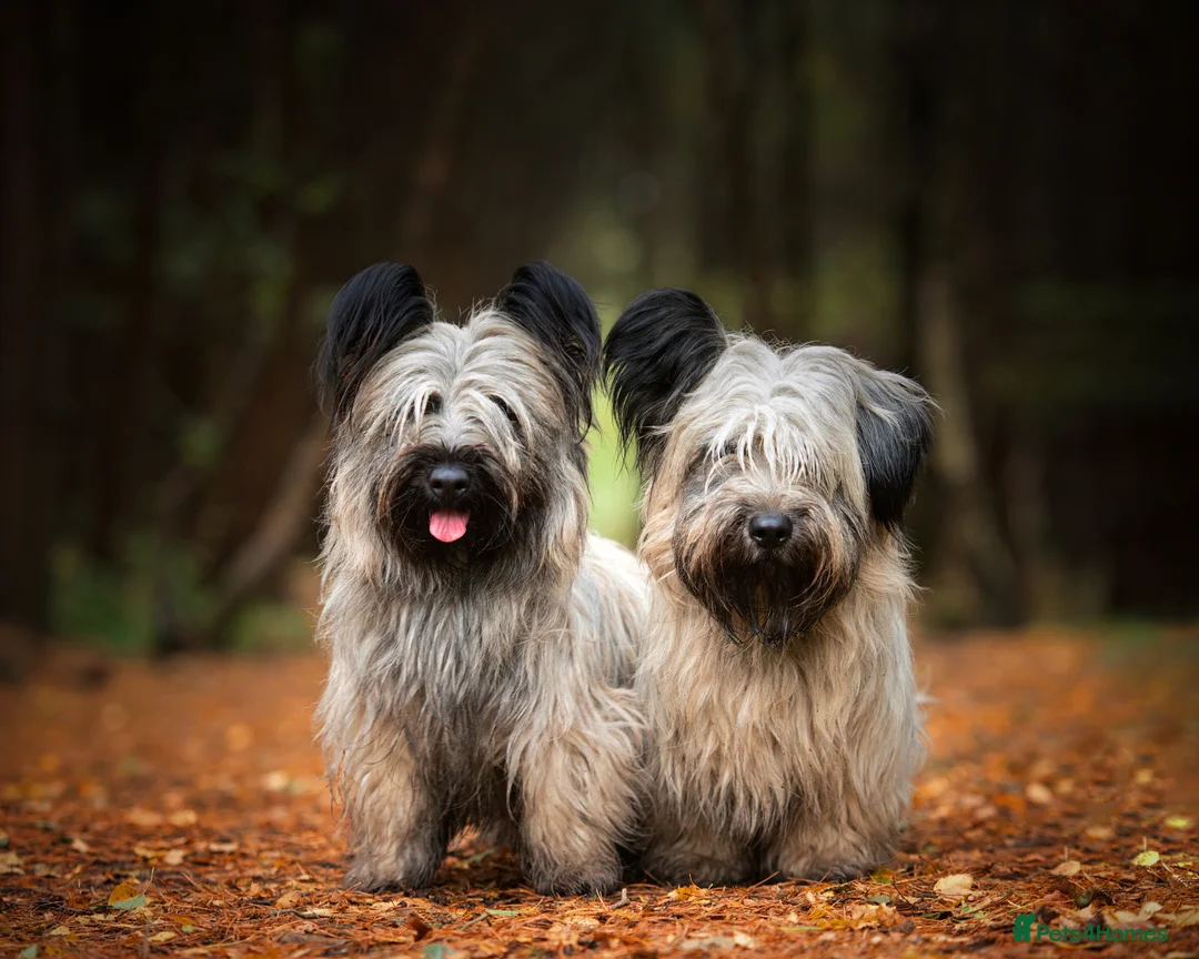 Skye Terrier dogs for sale: Exceptional Skye Terrier Puppies. Rare breed.  - Advert 13