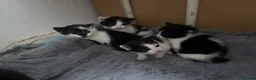 Mixed Breed rabbits for sale: Black and white kittens  in Bognor Regis - Advert 1