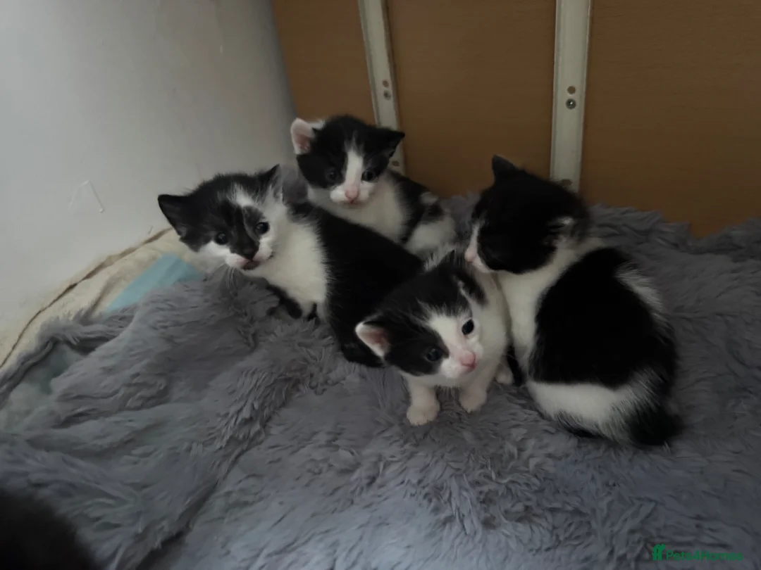 Mixed Breed rabbits for sale: Black and white kittens  in Bognor Regis - Advert 1