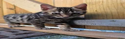 Bengal cats for sale: Pure Pedigree Bengal Kittens – 3 Boys, 2 Girls - Advert 29