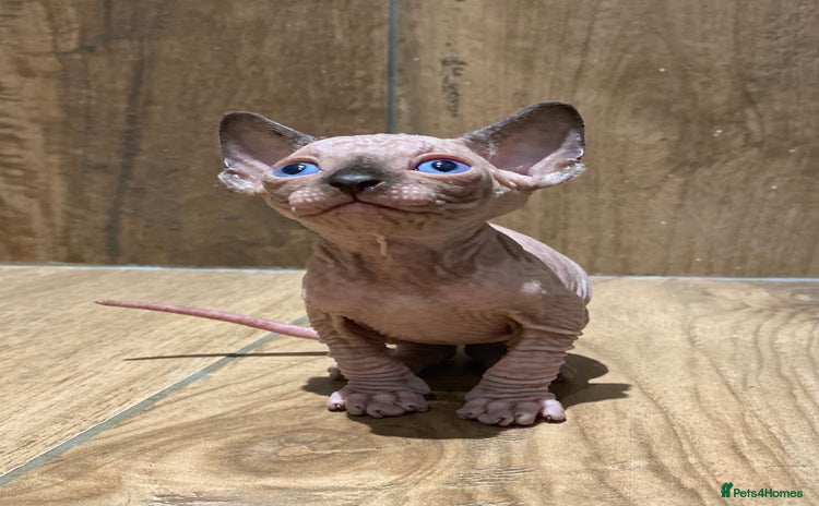 Sphynx cats - Advert 2