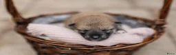 Japanese Shiba Inu dogs for sale: Beautiful Shiba Inu puppies  - Advert 6