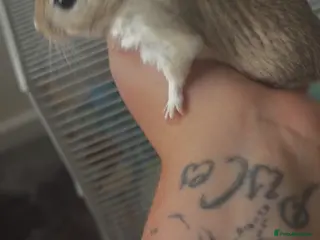 Gerbil rodents Gerbils - Advert 8