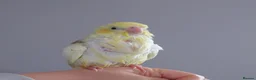 Cockatiels birds for sale: Hand reread silly tame DNA sexed baby cockatiels  - Advert 13