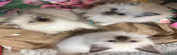 Ragdoll cats for sale: Male Ragdoll Kittens Ready Now - 2 Remaining  - Advert 2