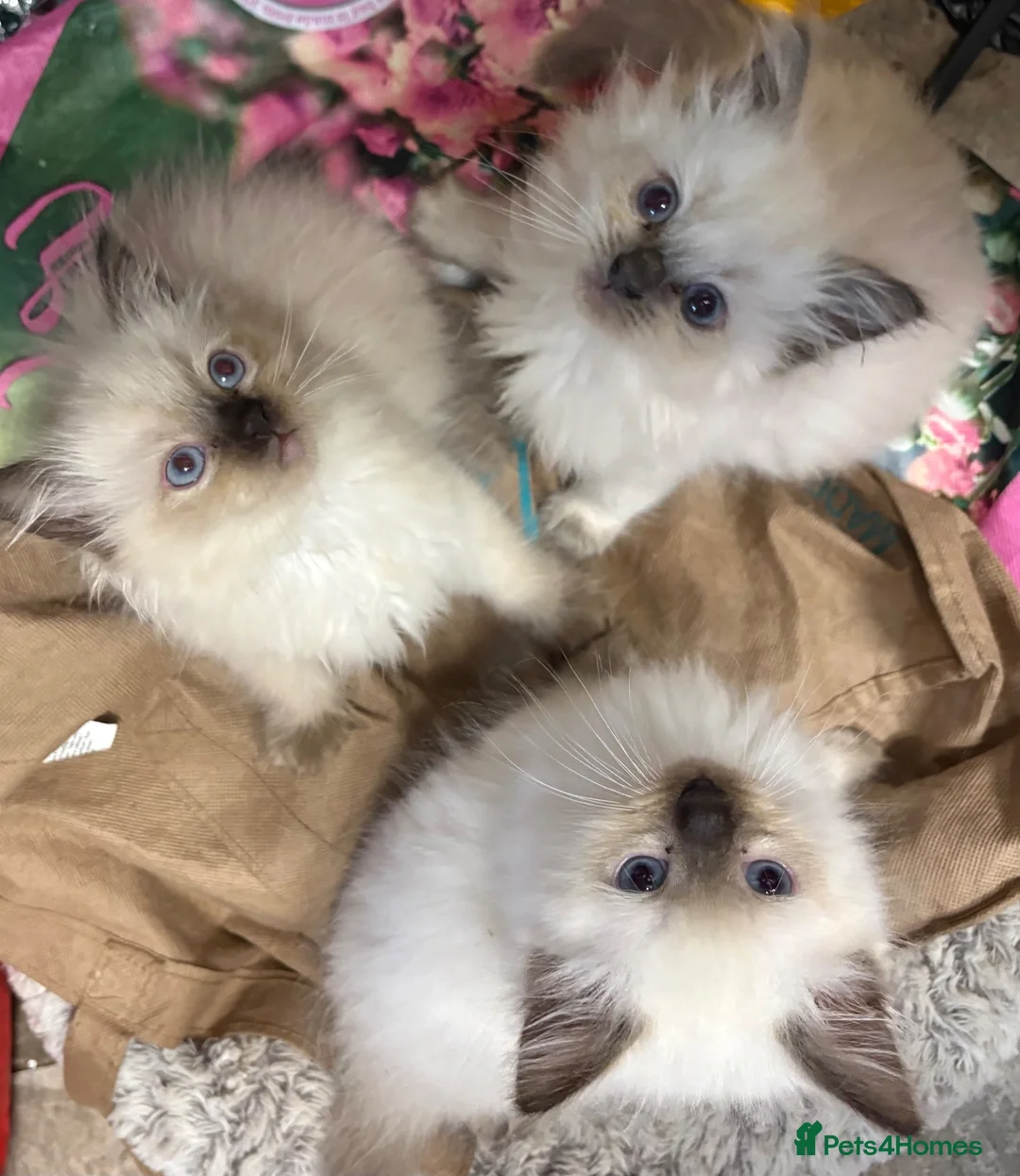 Ragdoll cats for sale: Male Ragdoll Kittens Ready Now - 2 Remaining  - Advert 2
