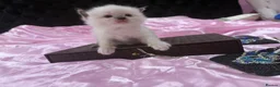 Ragdoll cats for sale: Pure breed healthy Ragdolls  - Advert 18