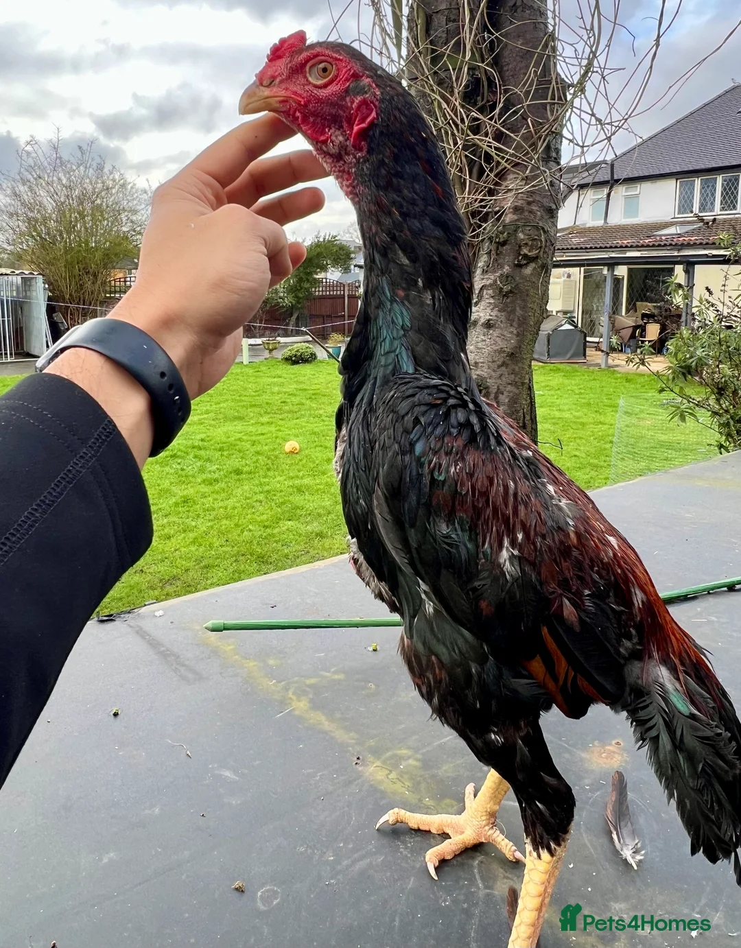 Chickens poultry for sale: Large Shamo Pair 3 months old (Aseel)  - Advert 1