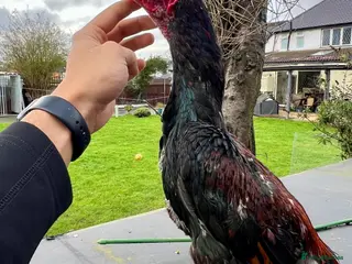 Chickens poultry Large Shamo Pair 3 months old (Aseel) - Advert 1