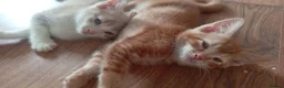 Mixed Breed cats for sale: British shorthair cross kittens  - Advert 8