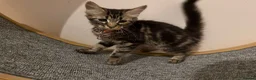 Mixed Breed cats for sale: Norwegian Forest X Ragdoll  - Advert 11