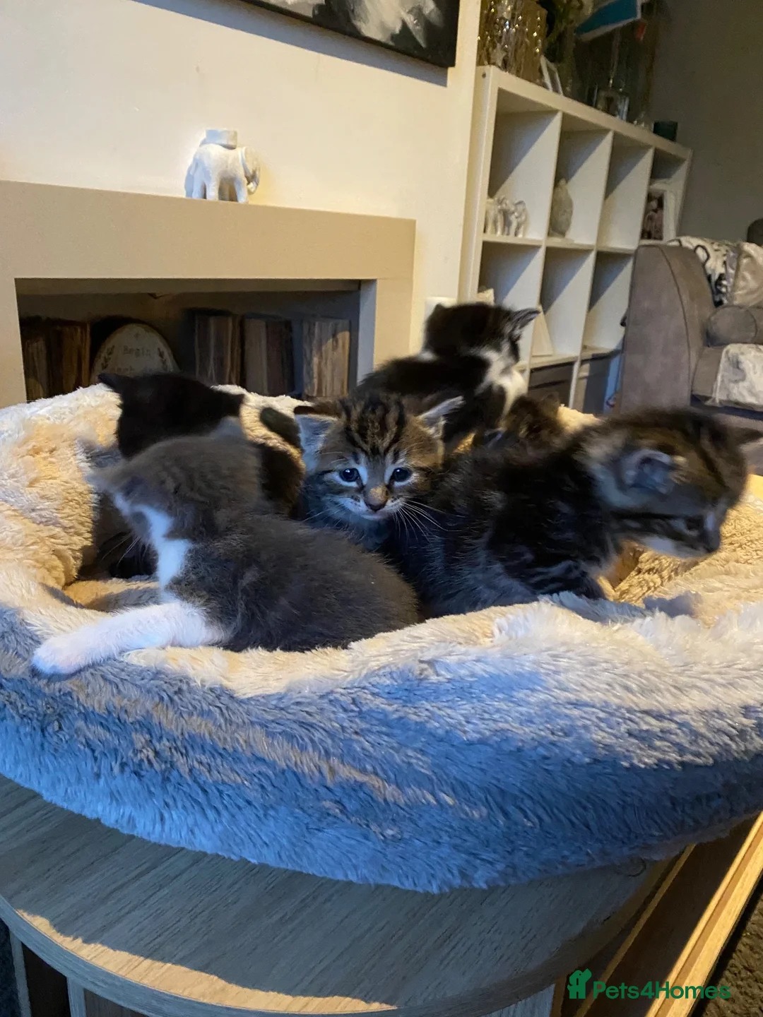 Mixed Breed cats for sale: Kittens for sale £100  in Sowerby Bridge - Advert 32