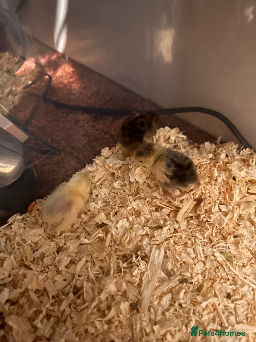 Mixed Breed birds for sale: 5 cute little button quail and 2 amazing Coturnix - Advert 2