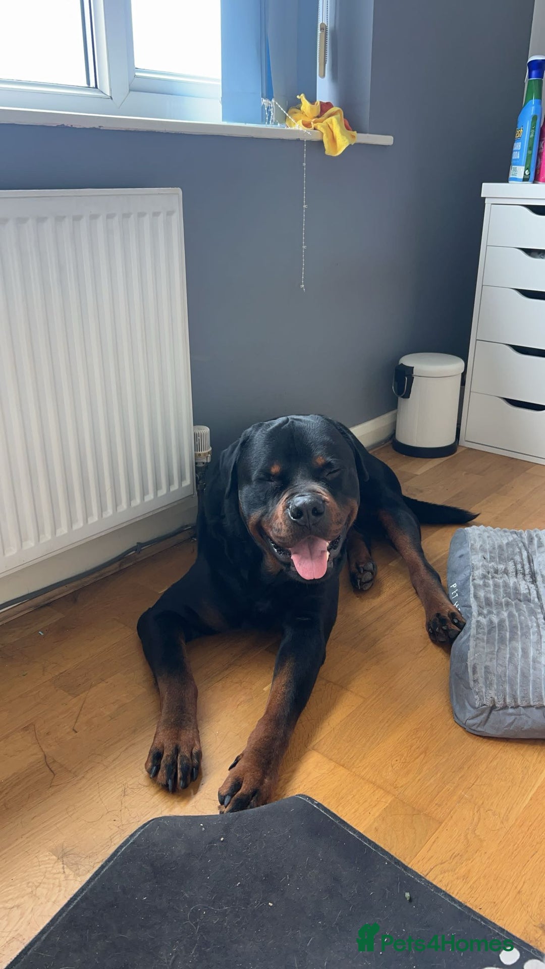Rottweiler dogs for sale: ASAP ADOPTION- our beautiful rottie Kobe - Image 3