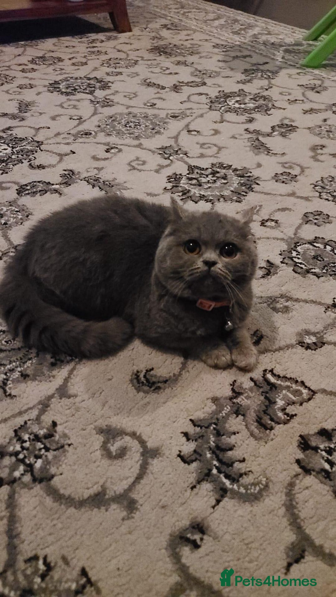 British Shorthair cats for sale: British shorthair female  - Image 4
