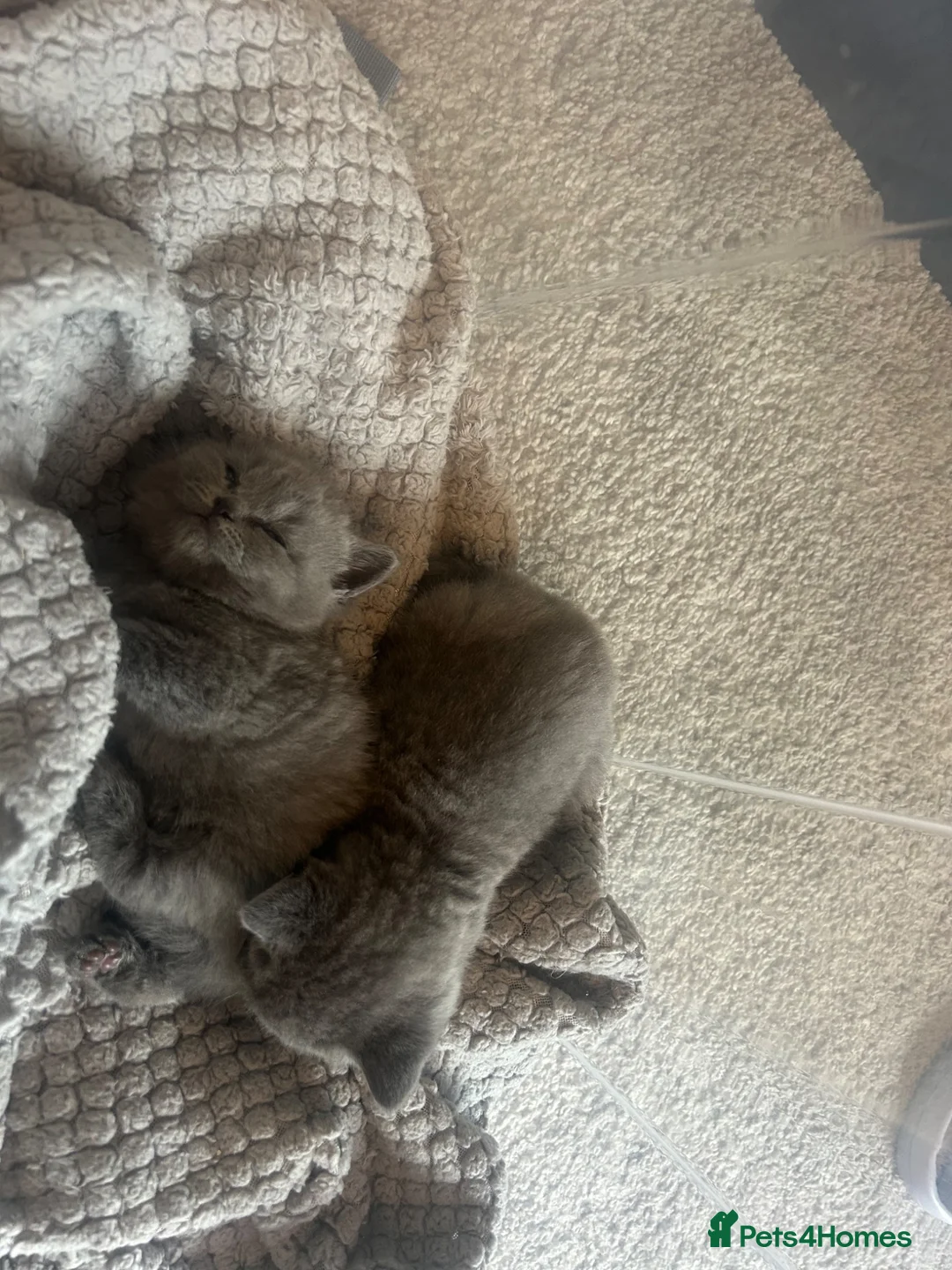 British Shorthair cats for sale: Beautiful British Blue Shorthair - Advert 8
