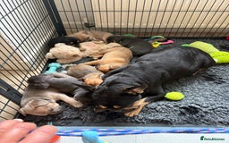 Mixed Breed dogs for sale: French bullhuahua - Image 28