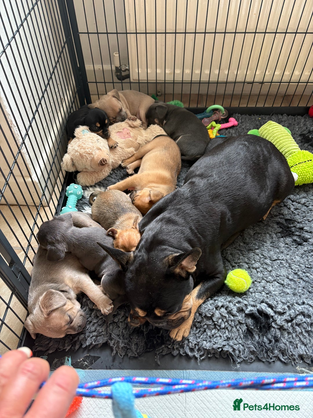 Mixed Breed dogs for sale: French bullhuahua - Image 28