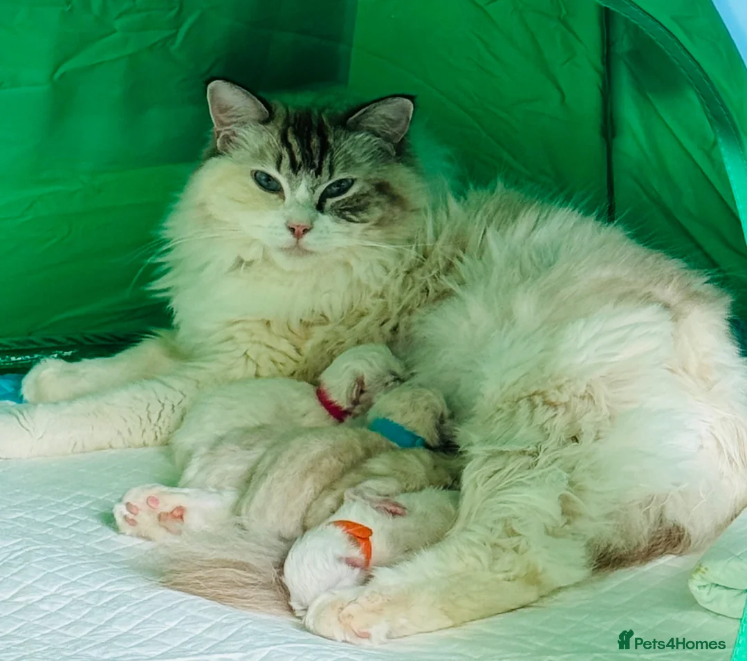 Ragdoll cats for sale: Beautiful Purebred Ragdoll Kittens for Sale ✨ - Advert 1