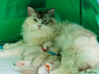 Ragdoll cats Beautiful Purebred Ragdoll Kittens for Sale ✨ - Advert 2