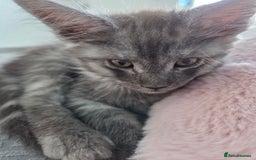 Maine Coon cats for sale: Stunning Maine Coon Kitten - Image 4
