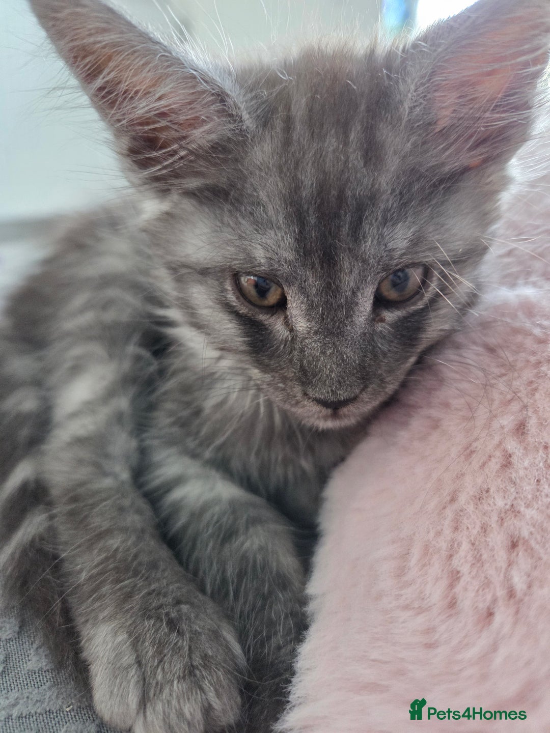 Maine Coon cats for sale: Stunning Maine Coon Kitten - Image 4