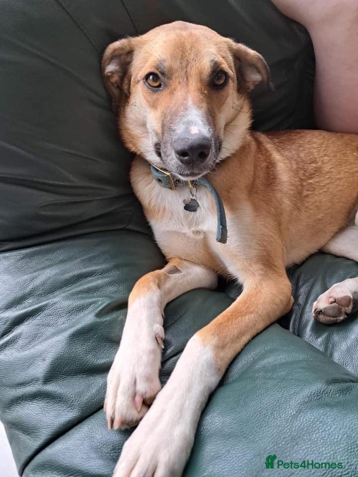 Sara - Norwich Norfolk — Mixed Breed