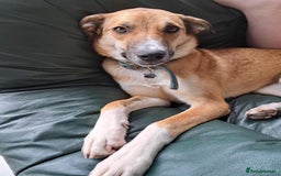 Mixed Breed dogs for adoption: Sara - Norwich Norfolk  - Image 35