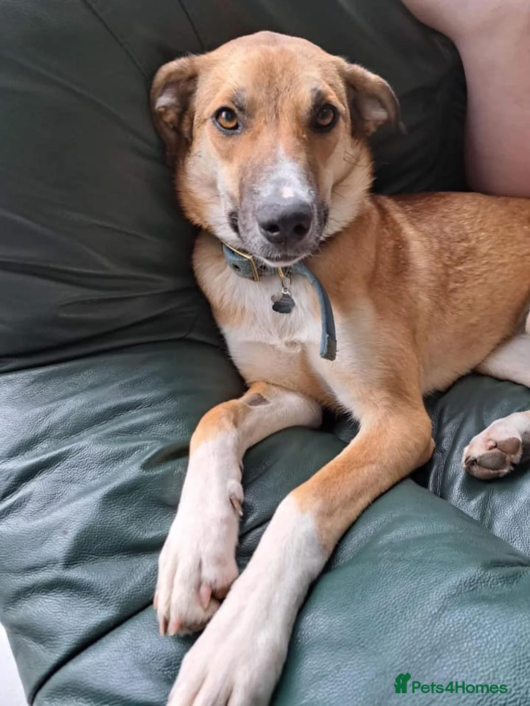 Mixed Breed dogs for adoption: Sara - Norwich Norfolk  - Advert 35