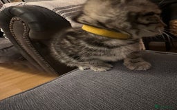 Mixed Breed cats for sale: 3 Beautiful Kittens Remaining  - Image 30