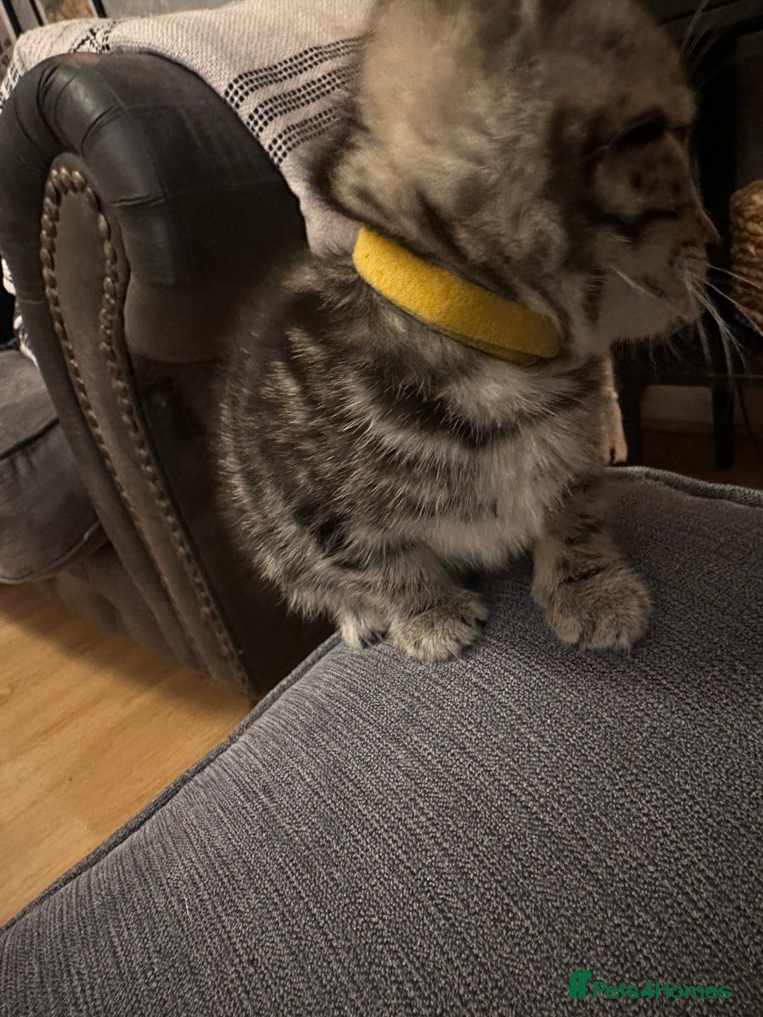 Mixed Breed cats for sale: 3 Beautiful Kittens Remaining  - Image 30