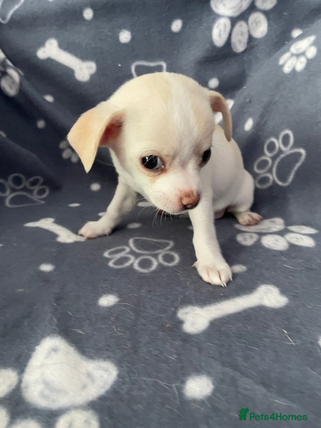 Chihuahua dogs for sale: Chihuahua Puppy 3 - 2 boy, 1 girl  chihuahua  - Image 12
