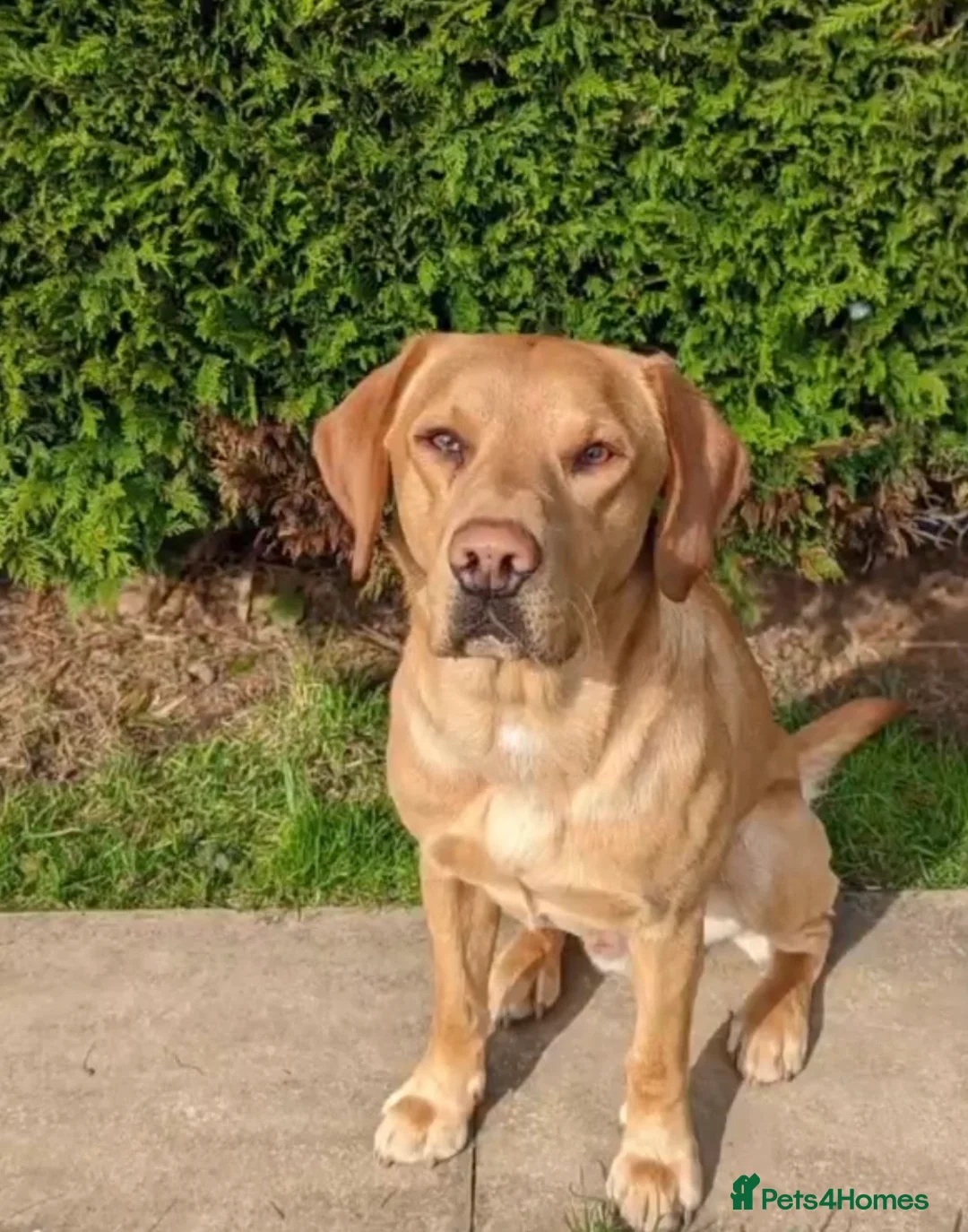 Labrador Retriever dogs for sale: Non KC registered Labrador Puppy - Advert 7