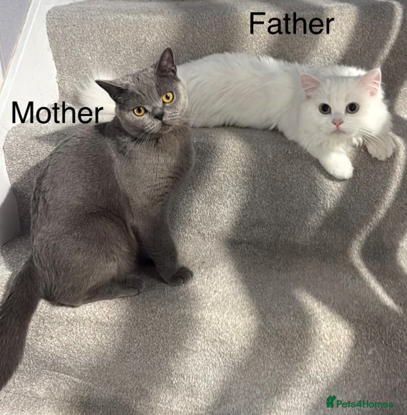 British Shorthair cats British shorthair adorable kittens ❤️ - Advert 2