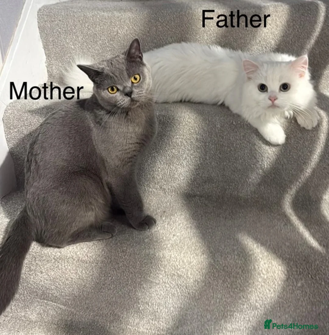 British Shorthair cats for sale: British shorthair adorable kittens ❤️ - Advert 1