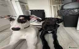 Mixed Breed dogs for sale: Flash  - Image 17
