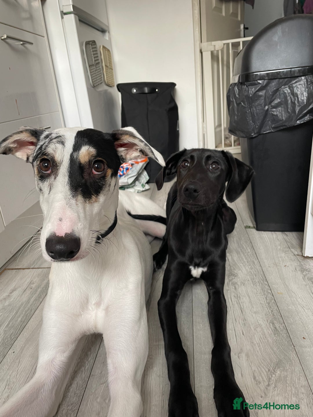 Mixed Breed dogs for sale: Flash  - Image 17